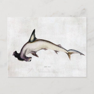 Hammerhead Shark Postcard