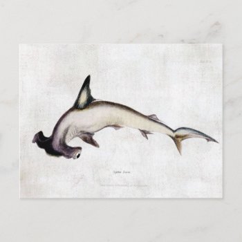 Hammerhead Shark Postcard by EndlessVintage at Zazzle