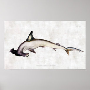 Hammerhead Shark Poster