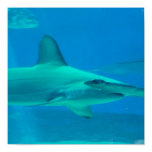 Hammerhead Shark Underwater Poster