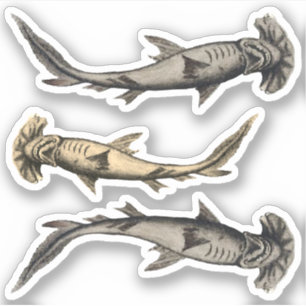 Hammerhead Sharks Sticker