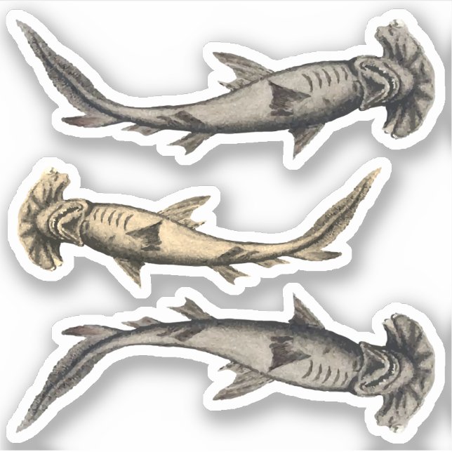 Hammerhead Sharks Sticker (Front)