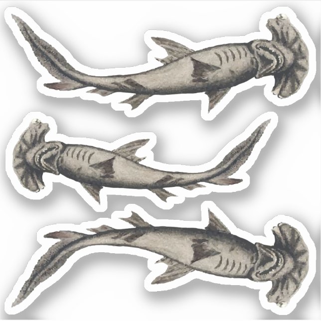 Hammerhead Sharks Sticker (Front)