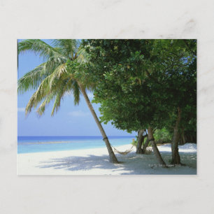 Hammock and Palm Tree Postcard