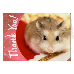 Hammyville - Cute Hamster Thank You Cards
