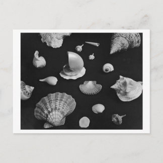 Hamptons 'Seashells' POSTCARD