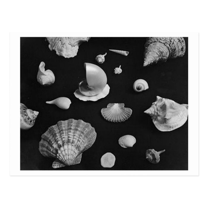 Hamptons 'Seashells' POSTCARD