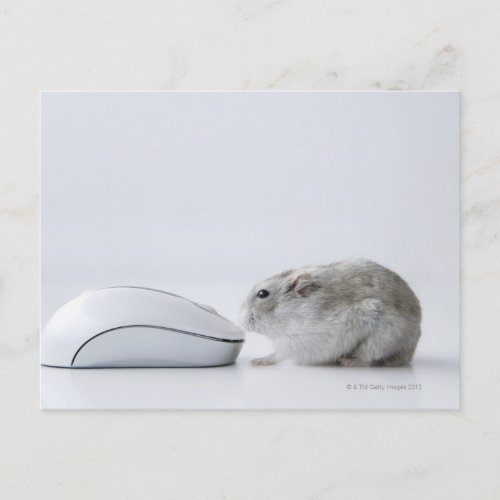 Hamster and Computer mouse Postcard