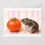 Hamster And Tomato Postcard at Zazzle