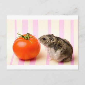 Hamster And Tomato Postcard by CalmEnergy at Zazzle