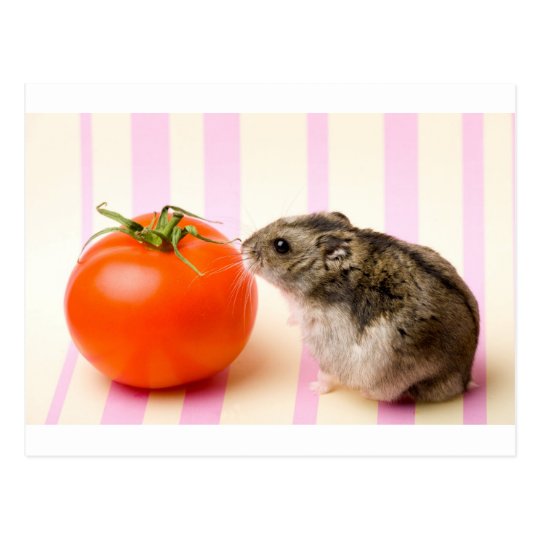 are hamsters allowed tomatoes