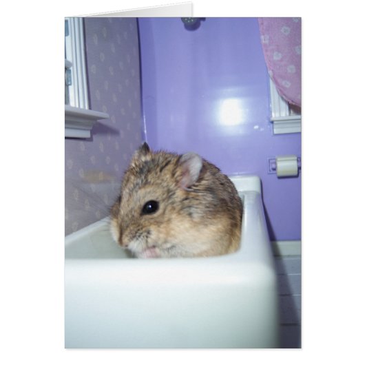 Hamster Bath Cards (Front)