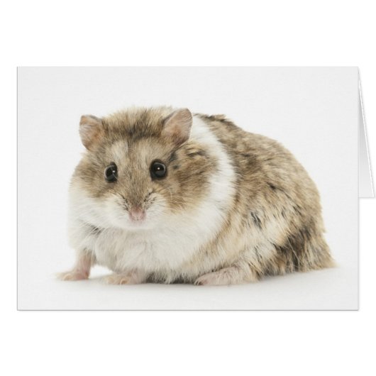 Hamster Card (Front Horizontal)