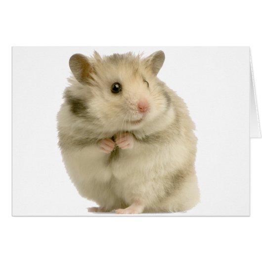 Hamster Cards (Front Horizontal)