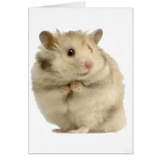 Hamster Cards