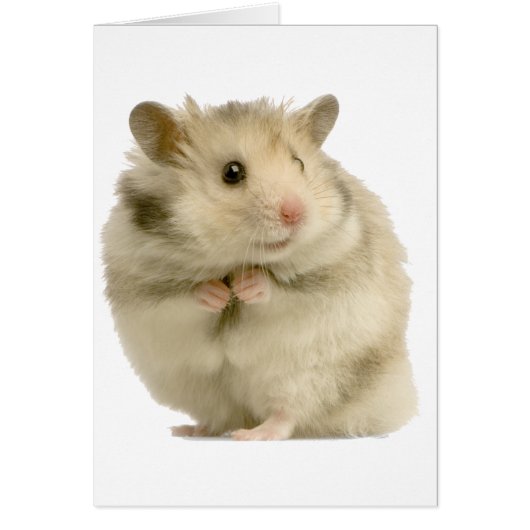 Hamster Cards (Front)