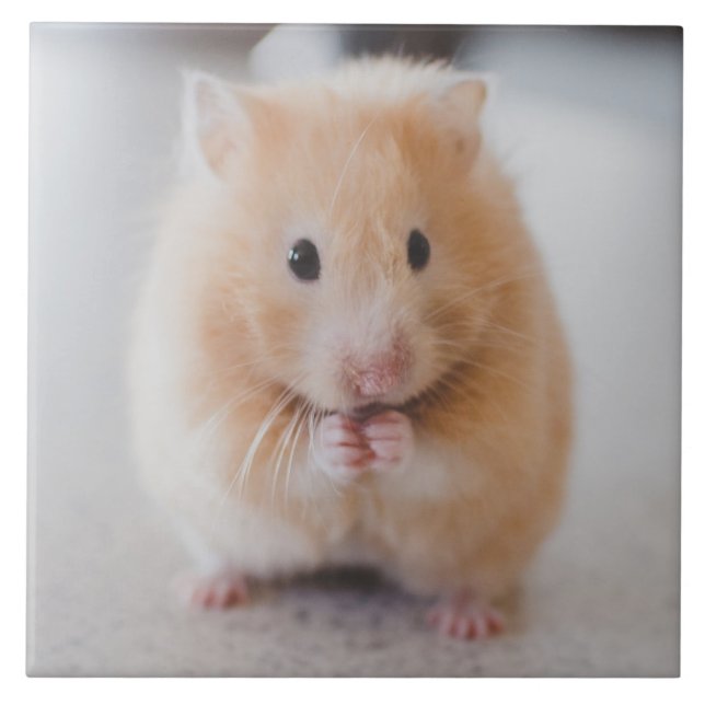 hamster ceramic tile (Front)