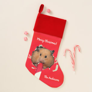 Hamster Chews Hole in Stocking 
