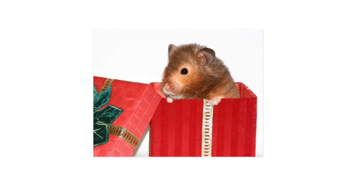 christmas hamster stuff