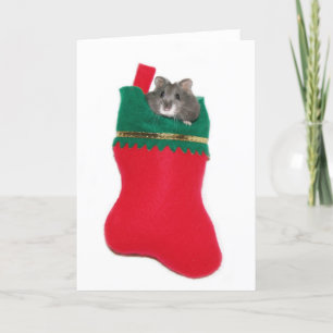 Hamster in Christmas stocking Holiday Card