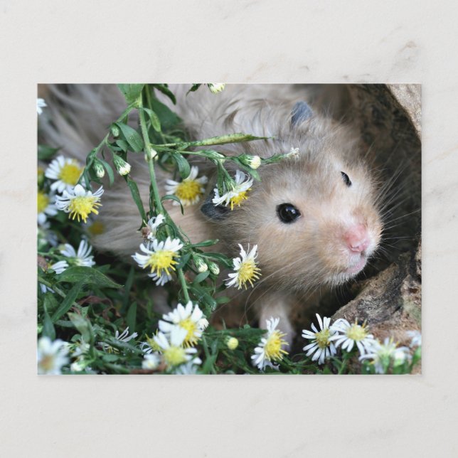 Hamster in flowers postcard (Front)