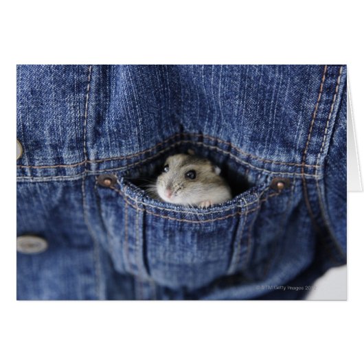 Hamster in pocket cards (Front Horizontal)