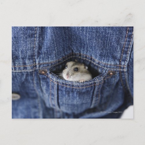 Hamster in pocket postcard