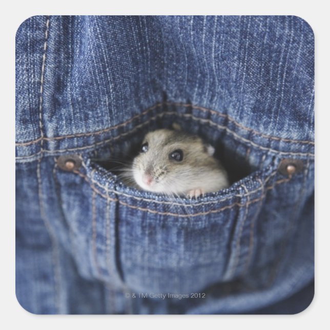 Hamster in pocket square sticker (Front)