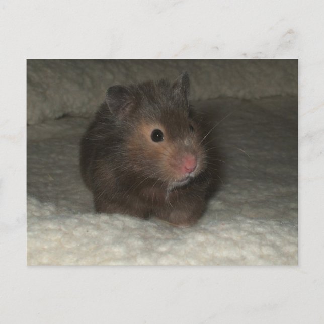 Hamster Postcard (Front)