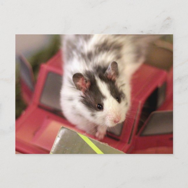 Hamster Postcard (Front)