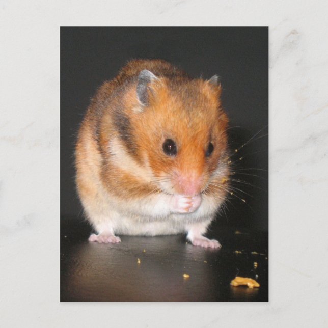 Hamster Postcards (Front)