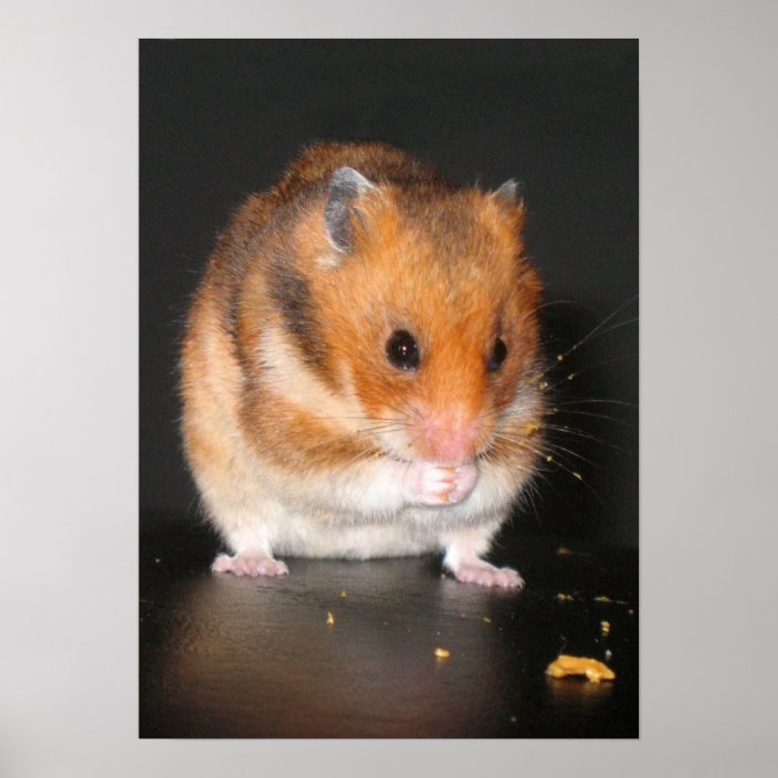 Hamster poster | Zazzle.com