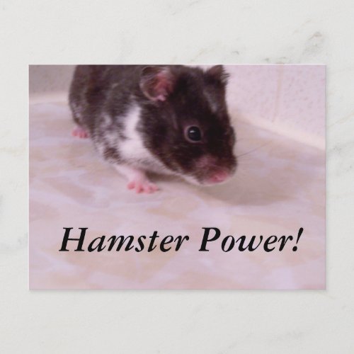 Hamster power Noah Hamster Power Postcard
