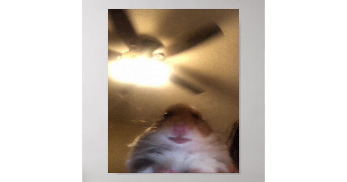 Hamster Staring Meme Poster Zazzle Hamster Staring Meme Poster Zazzle