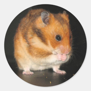Hamster stickers