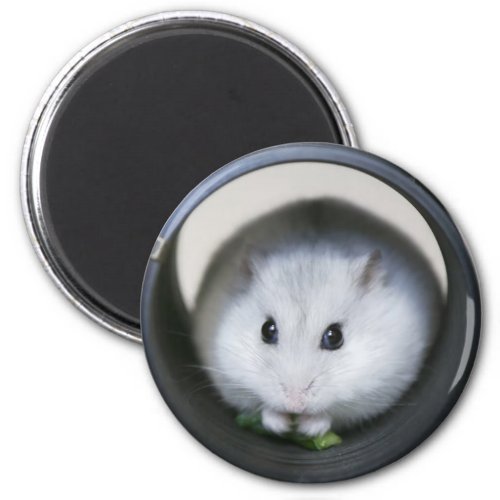 Hamster Tube Magnet
