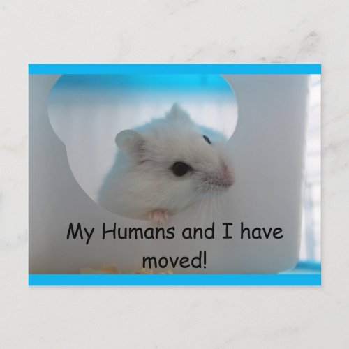 Hamster We Moved Postcard