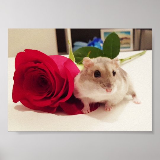Hamster With a Rose Poster