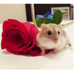 Hamster With a Rose Statuette<br><div class="desc">A photo of a cute dwarf hamster next to a red rose</div>