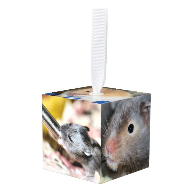 Hamsters Cube Ornament (Front Angled)