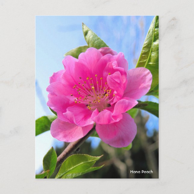 Hana Peach [Postcard] Postcard (Front)