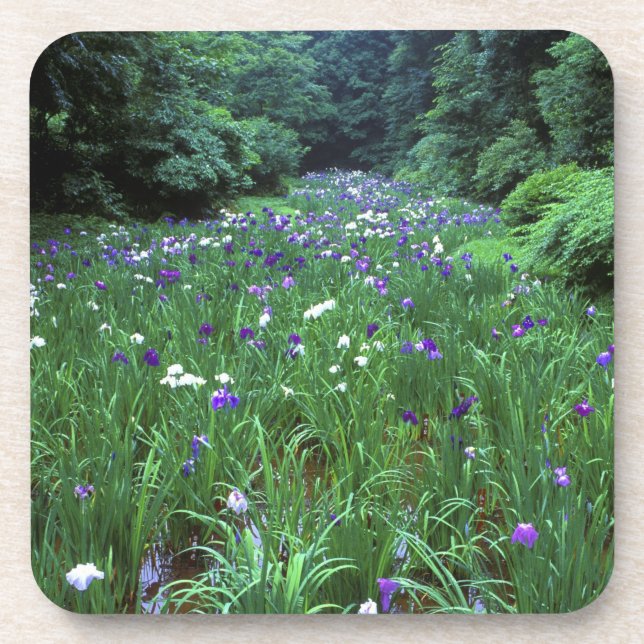 Hana Shobu (Japanese Water Iris), Meiji Shrine, Beverage Coaster (Front)