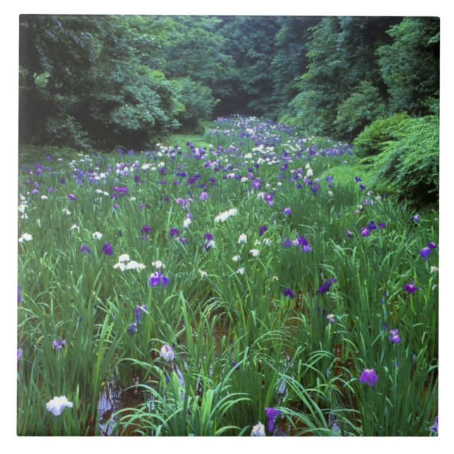 Hana Shobu (Japanese Water Iris), Meiji Shrine, Ceramic Tile (Front)