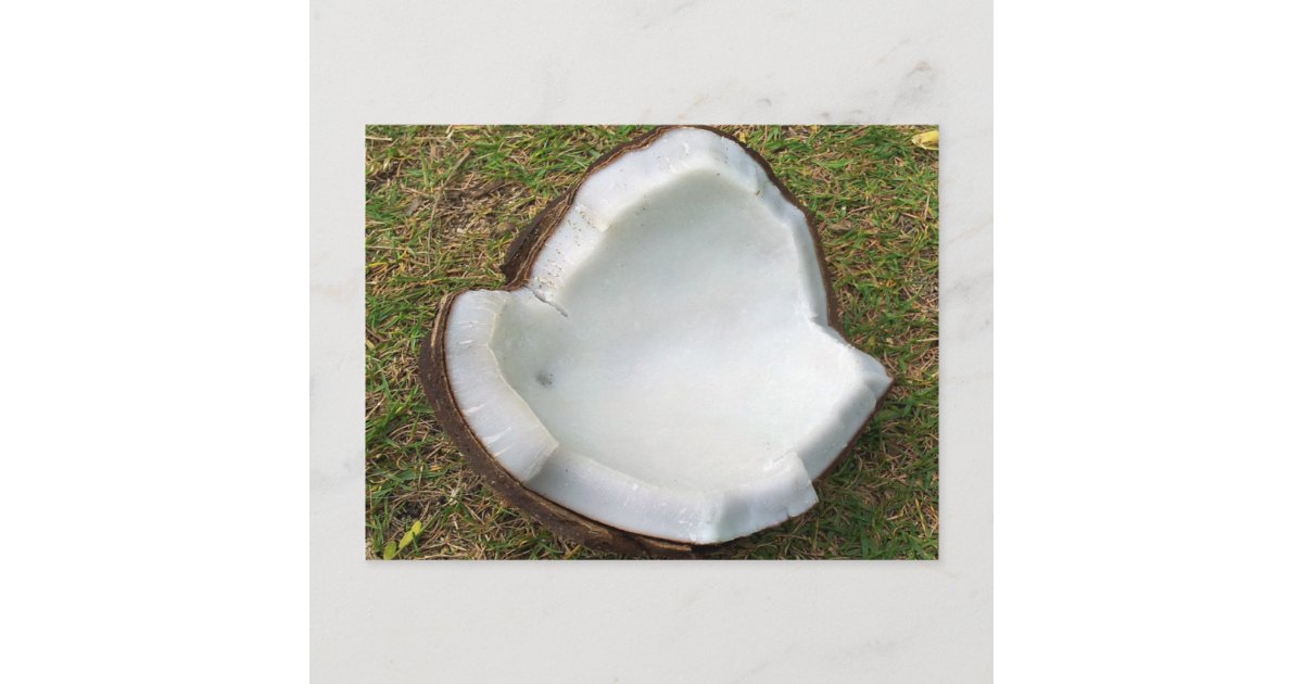 Hanauma Bay Hawaii Coconut Postcard Zazzle