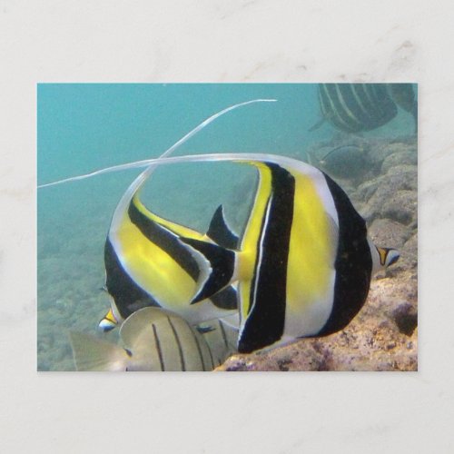 Hanauma Bay Hawaii Moorish Idol Postcard