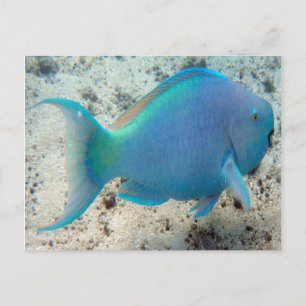 HANAUMA BAY HAWAII - Parrot Fish Postcard