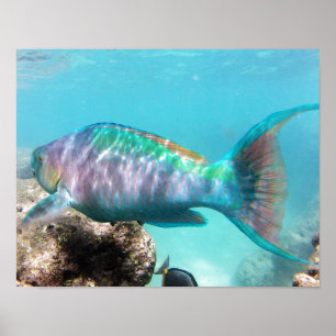 Hanauma Bay Hawaii Parrot Fish Poster