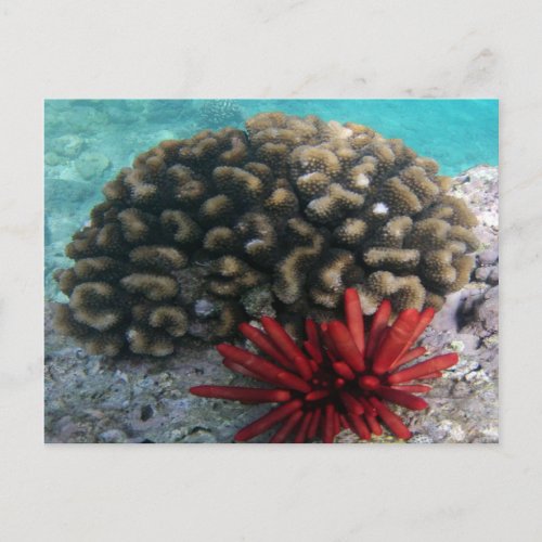 HANAUMA BAY HAWAII _ Pencil Slate Sea Urchin Postcard