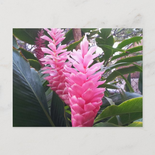 HANAUMA BAY HAWAII -  Red Ginger Flower Postcard (Front)