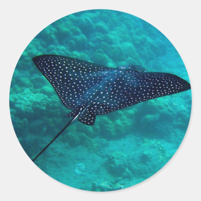 Hanauma Bay Hawaii Spotted Eagle Ray Classic Round Sticker (Front)